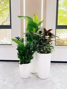 找寻海曙盆景租赁方案，焕新空间绿意浓