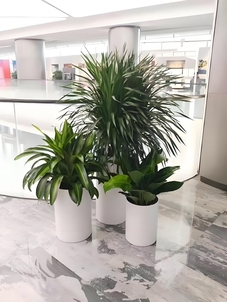 宁波鄞州植物出租方案大揭秘，打造独特绿色空间