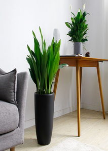 北仑花卉租赁价格实惠