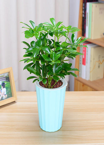 慈溪盆景租摆设计，为空间增添自然魅力