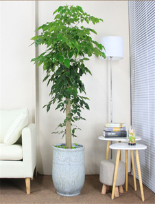 热门的宁波江北盆景租赁方案，你知道吗？