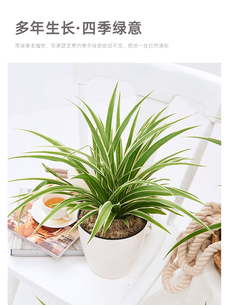 宁波余姚花卉租赁服务好