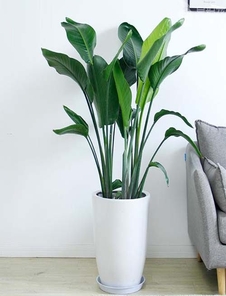 深挖宁波镇海盆景租摆价格，别错过！