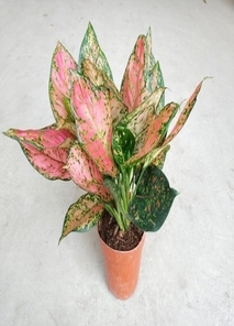 江北绿植租赁设计