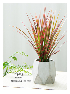 前湾花木租赁公司，让花卉为你的空间增添无限生机！