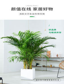 震撼！宁波镇海绿化修剪方案，开启城市美颜新征程！