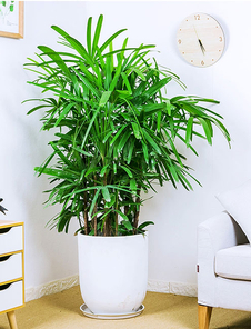 江北花木租赁公司