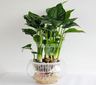 前湾植物租赁哪家值得选？快来一探究竟！