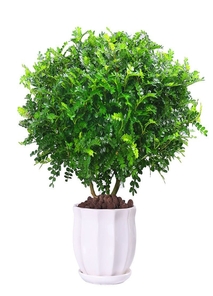 专业力量，鄞州绿化修剪的品质之选