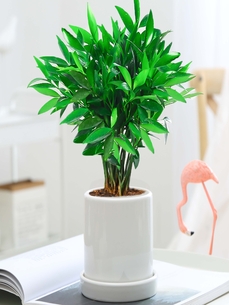 深度剖析奉化花卉租摆方案，尽显花卉风情