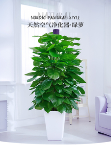 鄞州绿植租摆服务佳，快来体验别样精彩！